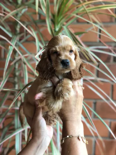 Filhotes de Cocker Spaniel Inglês