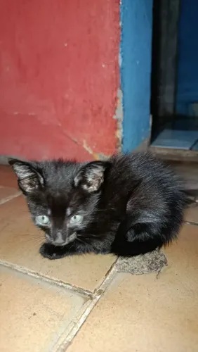 doação de filhote de gato