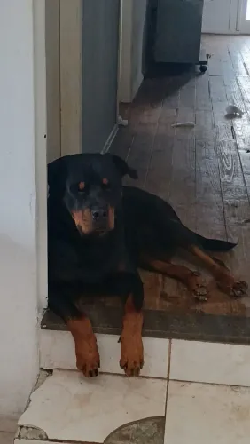 Filhotes rottweiler