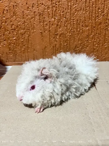 Porquinho da India pelo longo