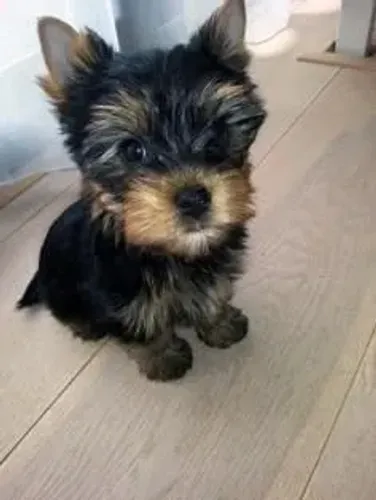 Yorkshire Cachorrinho que merece entrar na sua lista de opções