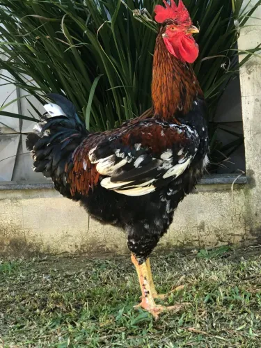 Galo GSB