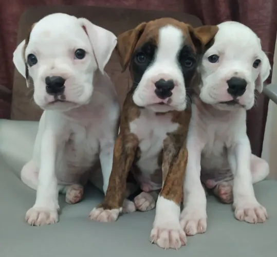 Lindíssimo filhote Boxer machos e fêmeas vacinados 