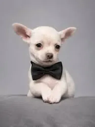 Chihuahua macho seu melhor amigo em 4 patas!
