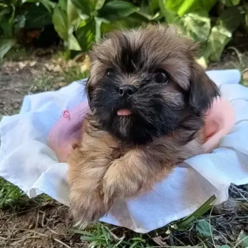lhasa apso filhote fêmea tranquila, boa companheira, pequena