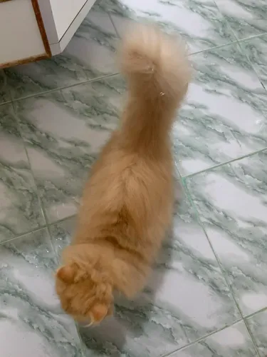 Filhote de Gato persa / vacinado