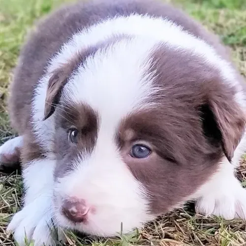 ?Filhotes de Border Collie à venda - aproveite?