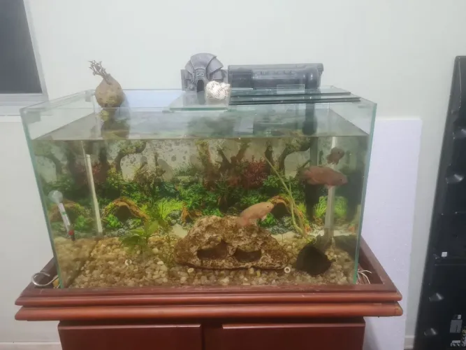 Aquário 75l