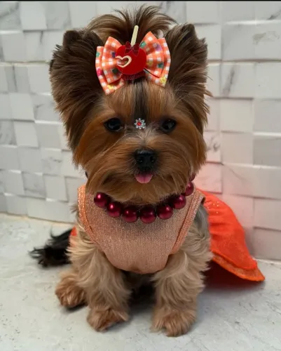 Seu novo melhor amigo pode ser um encantador filhote de Yorkshire.