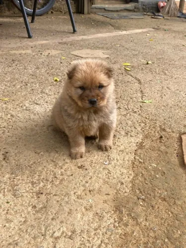 Cachorros chow chow