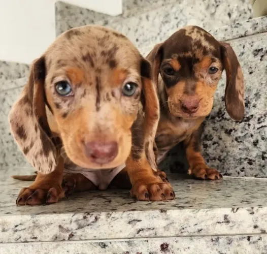 Filhotes de Dachshund a Pronta Entrega.