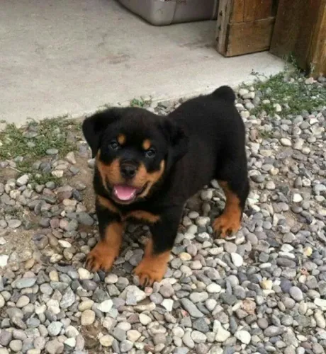 Filhotes de Rottweiler amorecos !
