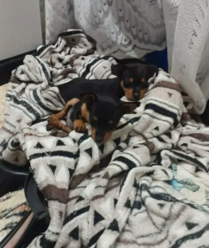 Filhotes de Pinscher à Venda - 2 Fêmeas e 1 Macho