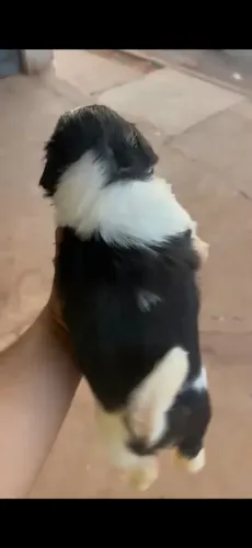 Vende-se filhote de shih tzu macho e fêmea