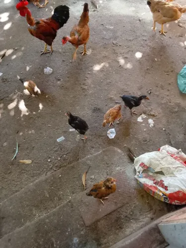 Vendo galinha caipira