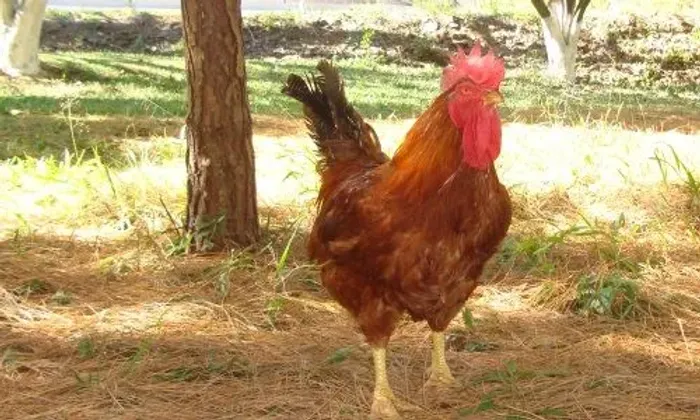 Vendo dois Galos caipira pesadão vermelho