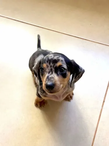 Daschund Merle Macho