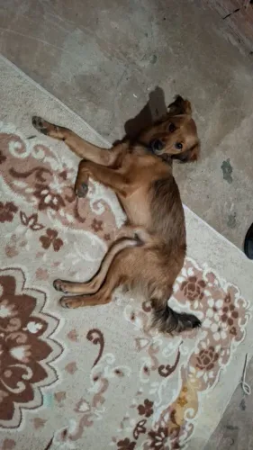 Para doaçao responsável, o nome dela e pandora ela tem 1 ano 