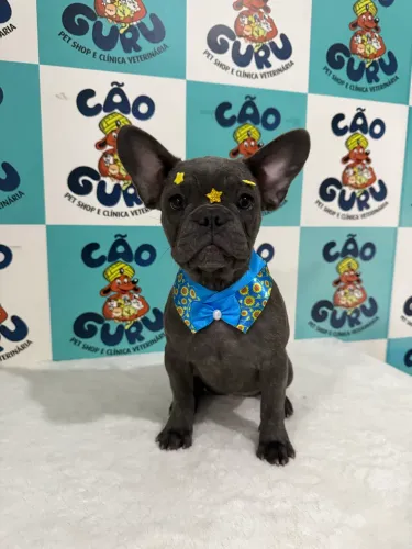 Buldogue francês