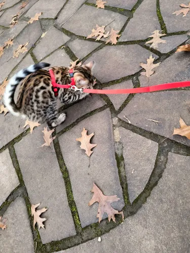 Bengal com PEDIGREE, PURO, pais dele com PEDIGREE 