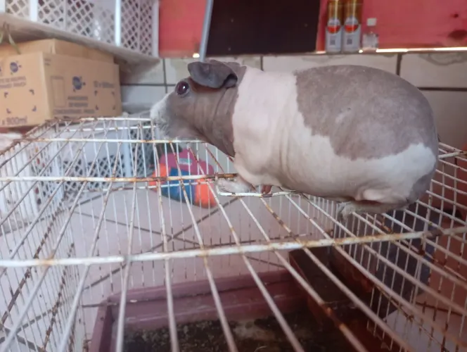 Skinny Pig Dálmata ( FÊMEA ) *TROCO NUM MACHO DA MESMA RAÇA*