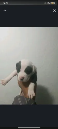 Filhote de Pit Bull 