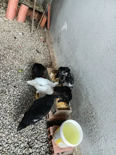 Galinhas pra vende