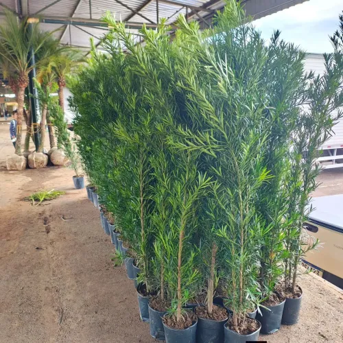 vendemos mudas de jardim