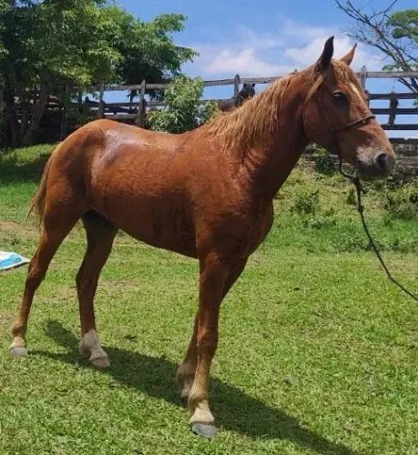 Cavalo mangalarga
