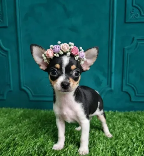 Pinscher Fêmea Delicada