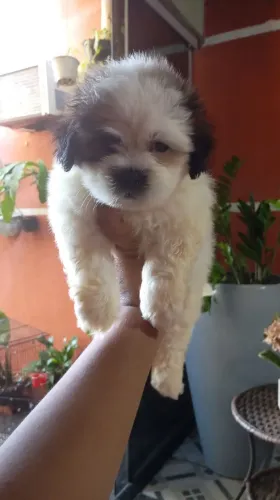 Vende-se filhote de Shitzu