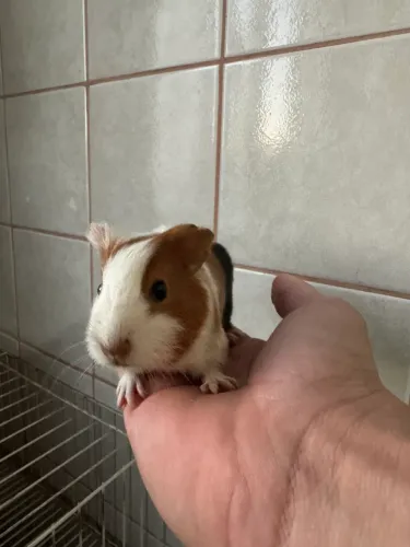 Vendo porquinho da índia filhote