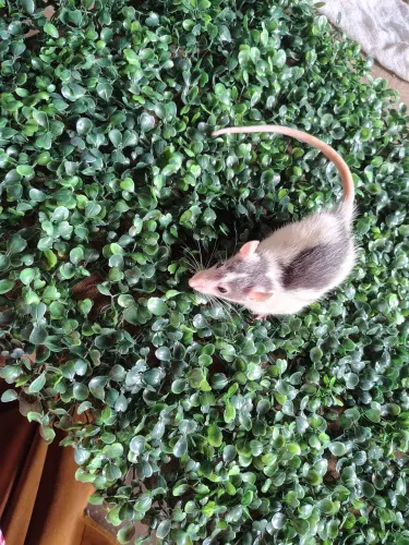 Rato Twister