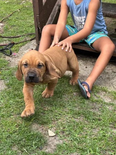 Filhote de fila brasileiro puro a venda