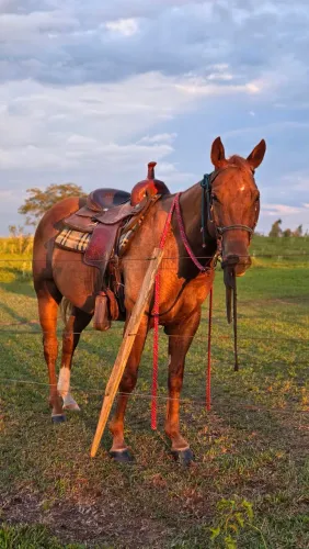 Cavalo Quarto de Milha
