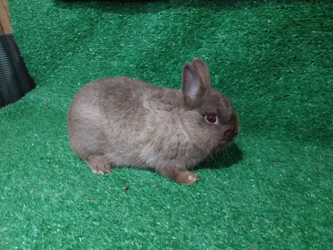 Coelho mini