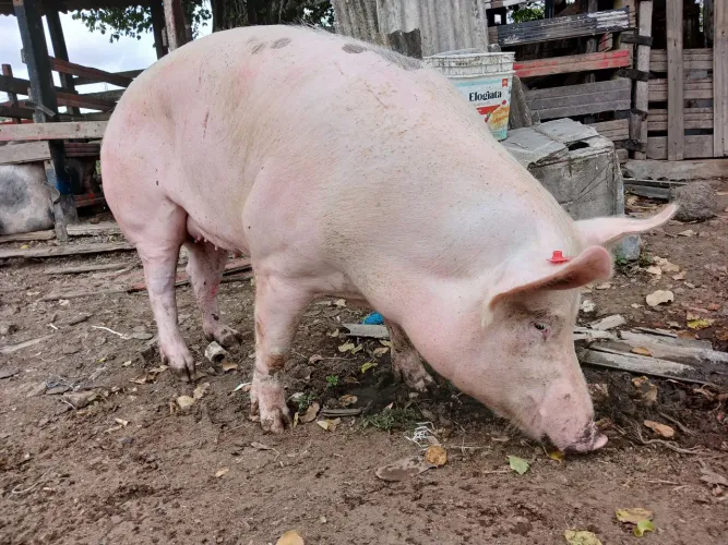  Matriz (porca) F1 Landrace com Large White prenha do pietran PO