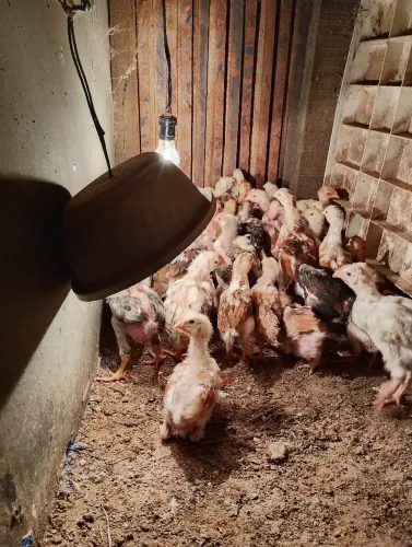 Pintinhos Sertanejo Balão, raça pura, 18- *