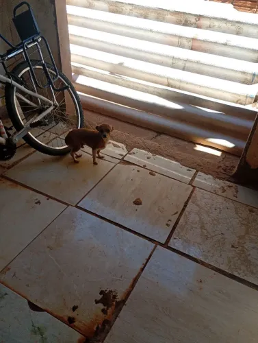 Vendo cachorro Pincher n 1 