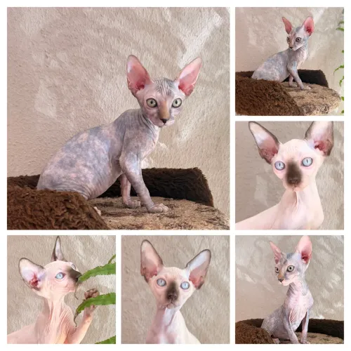 Filhote Sphynx e Sphynx Bambino 
