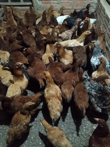 Galinha Embrapa 51