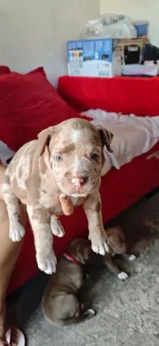 Vendo filhotes de pitmonster com APBT 