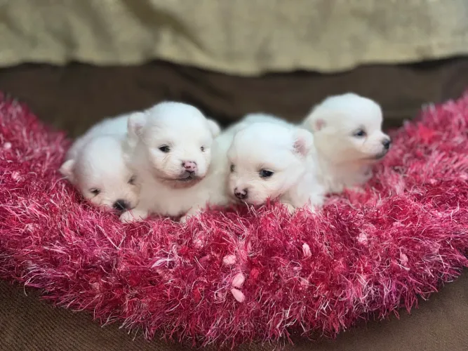 Lulu da Pomerânia fêmeas