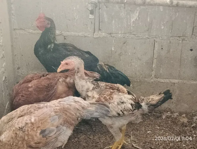 Frango e Frango mestiço