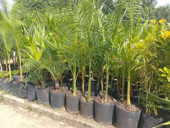 Mudas grandes, palmeira,açaí, jáboticaba,plantas ornament