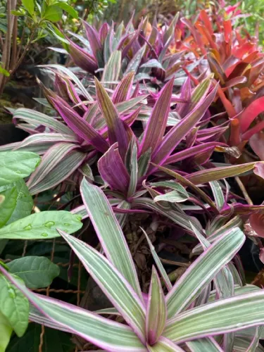 Muda de abacaxi roxo