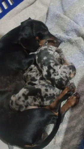 Filhote Daschund alerquim 