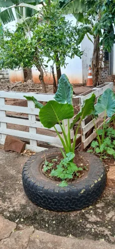 Mudas de orelha de elefante