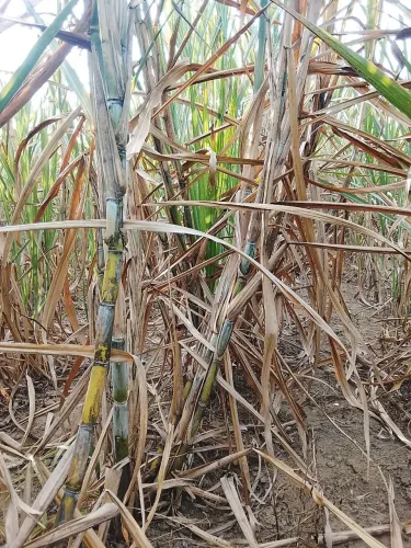 Cana peruana pra planta