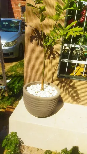 Vasos de plantas 